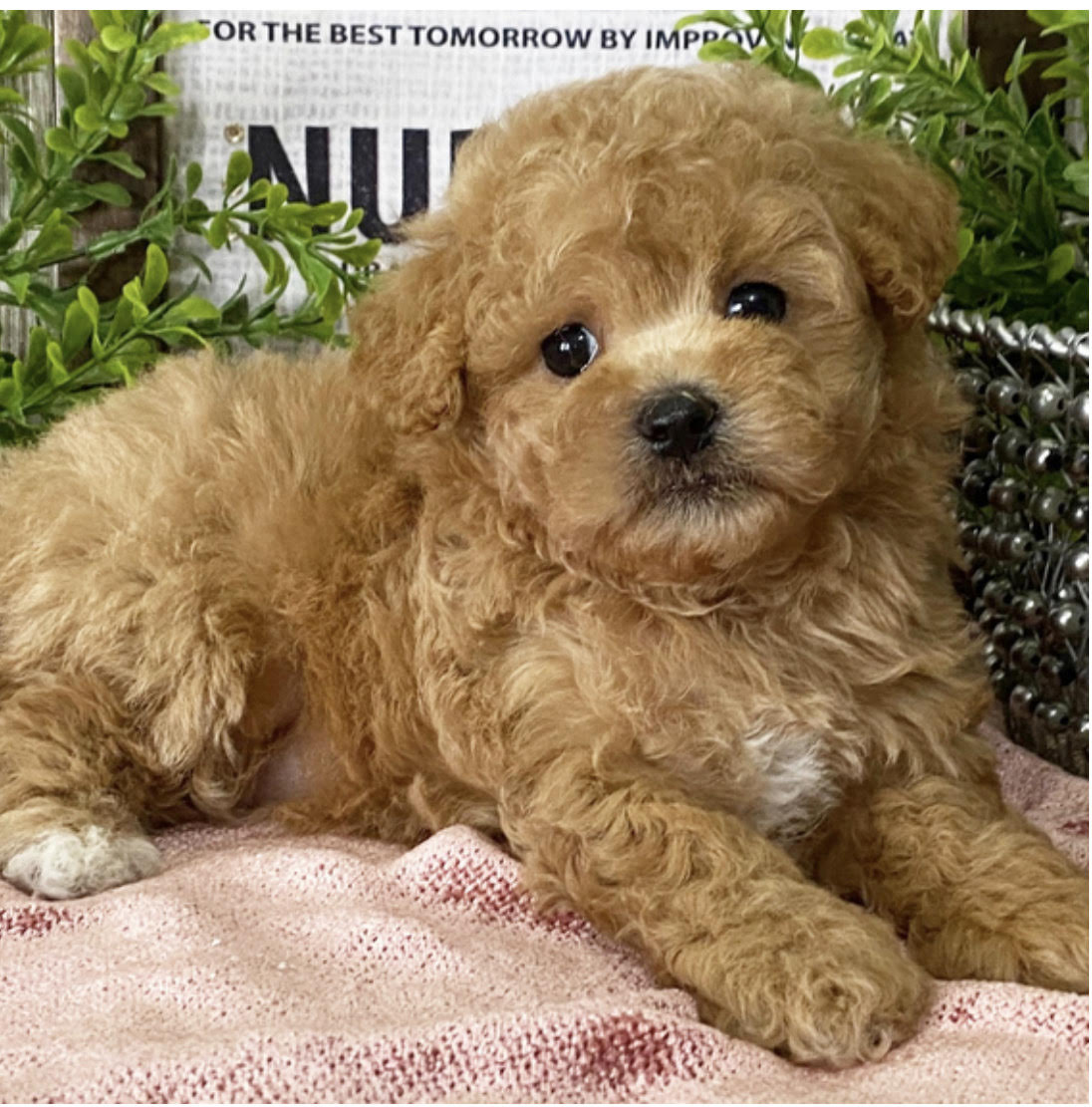 comprar cachorros sanos, baratos y asequibles para la venta